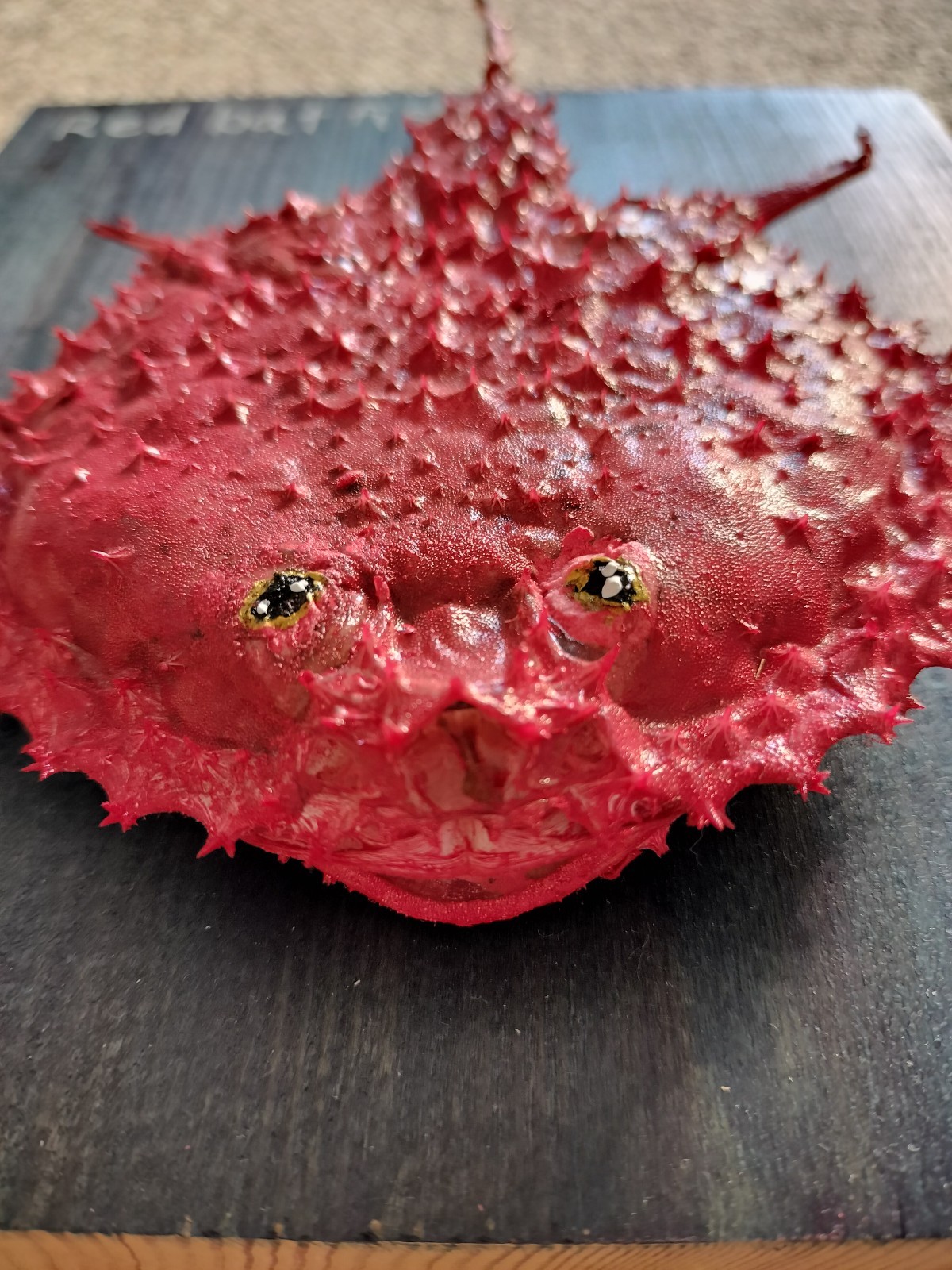 作品 アカグツ 真っ暗闇の深海で